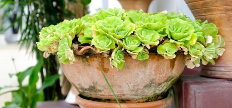 Potted Plants Are Perfect for Outdoor Winter Staging