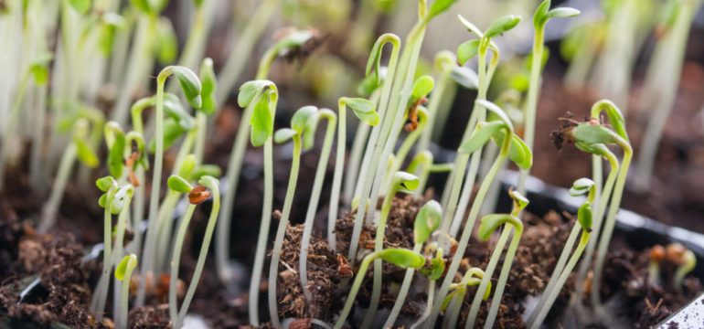 Three Ways to Enjoy Gardening the Old-Fashioned Way