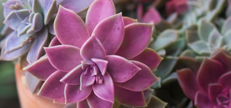 Colorful succulent plants in a terra-cotta pot.
