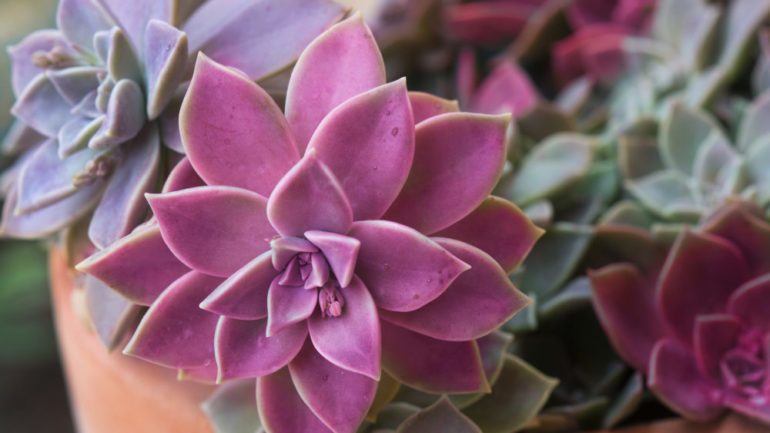 Colorful succulent plants in a terra-cotta pot.