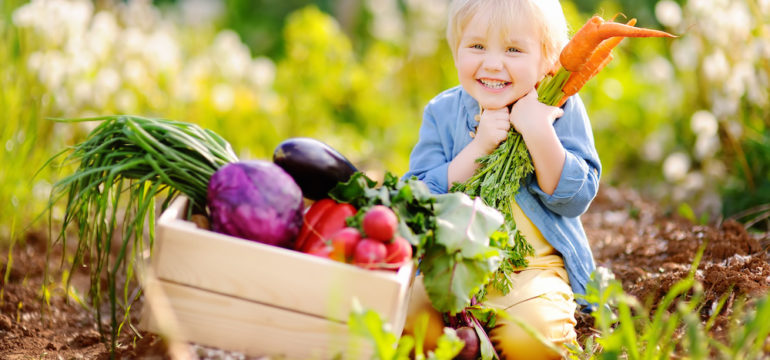 Cute little boy holding a bunch of fresh organic carrots in a vegetable and herb garden.