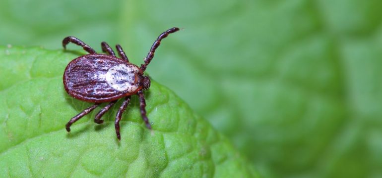 Ticks sitting on a greet leaf in a forest.