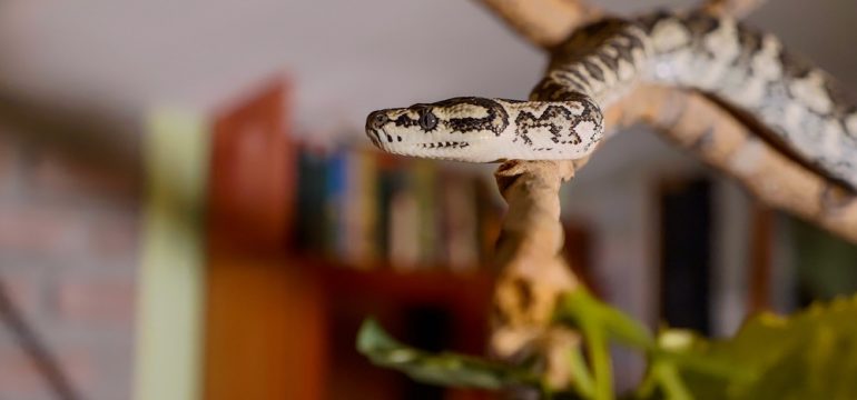 The snake crawls along the branch at home. Reptiles in role of domestic pets concept.