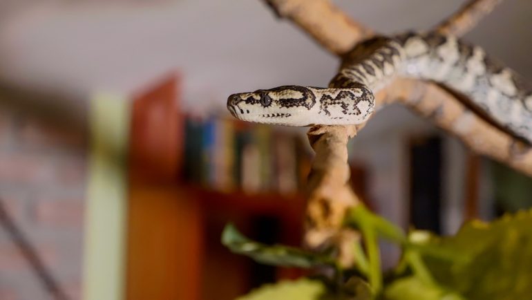 The snake crawls along the branch at home. Reptiles in role of domestic pets concept.
