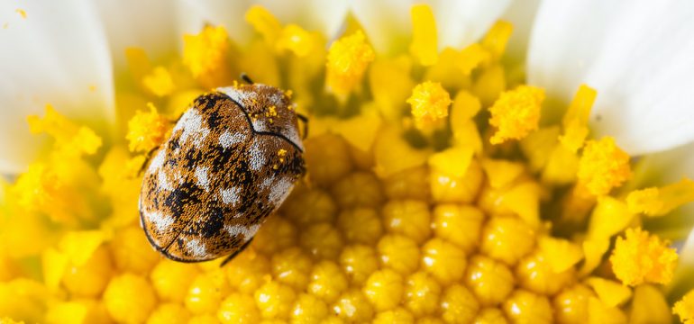 Macro shot of a varied carpet beetle on a white daisy.