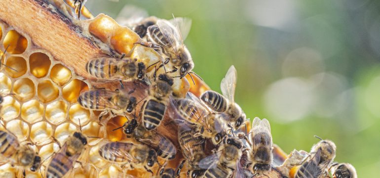 Beekeeping with honey bees pictured on a honeycomb during summertime.