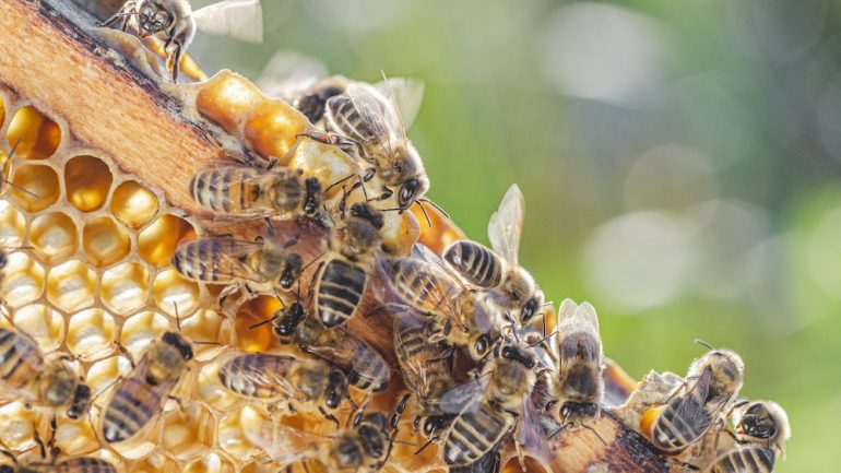 Beekeeping with honey bees pictured on a honeycomb during summertime.