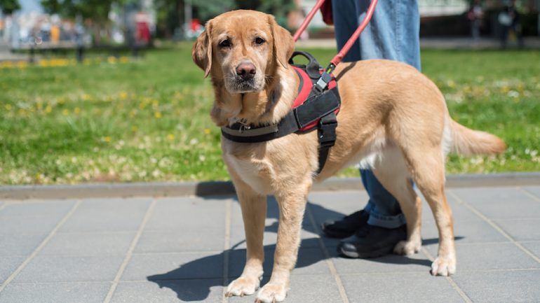 Service animal is helping a blind man in the city.