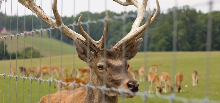 Deer behind a fence in a park behind a residential home.