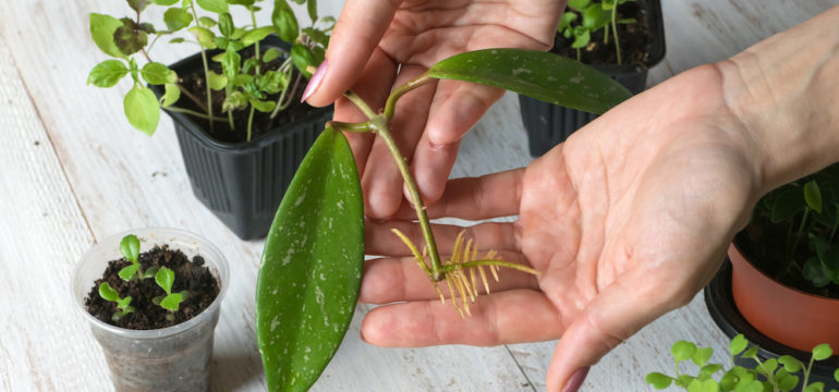 A rooted cutting ready for planting. The breeding of indoor plants