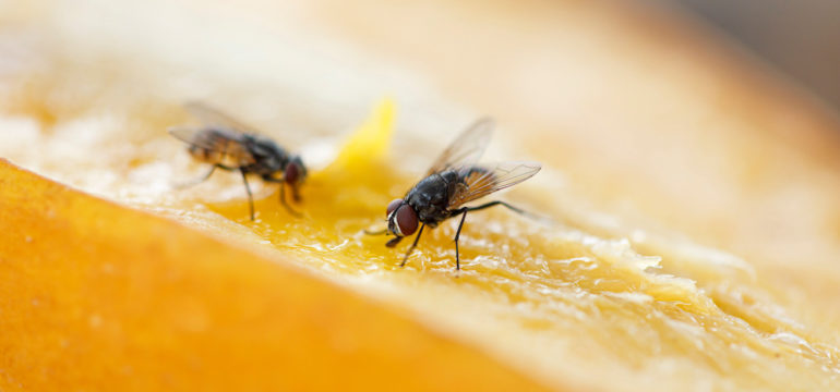 Two flies on an orange, eating the fruit.