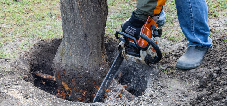 Removing a tree stump with large roots. A big plank Lumberjack in gloves holds a chainsaw. The stump's roots were excavated for removal.