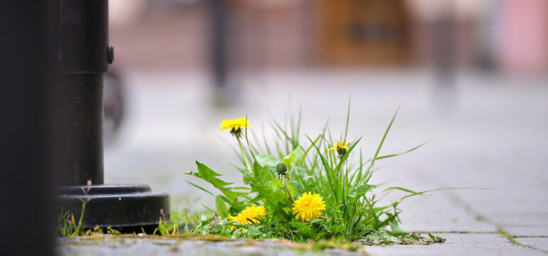 Grass weed with yellow dandelion flowers growing through sidewalk crack.