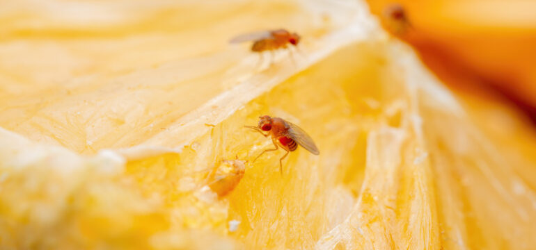Tropical fruit flies on a citrus fruit.