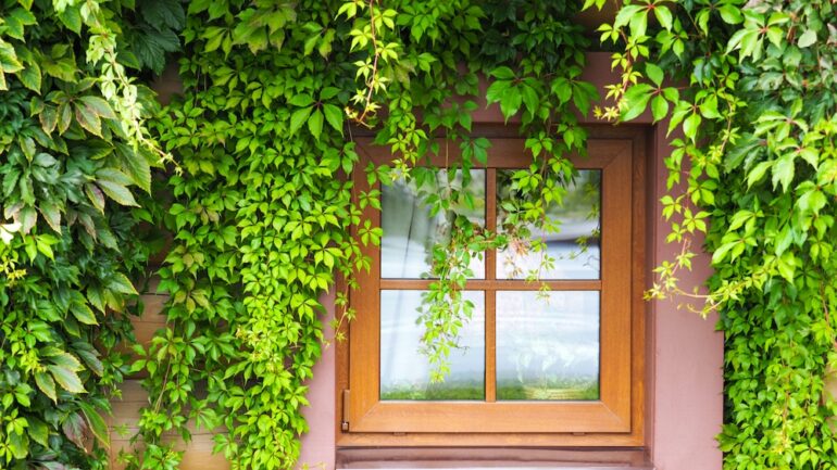Window with green creeper vines. Old wooden building facade with window overgrown with invasive plants.