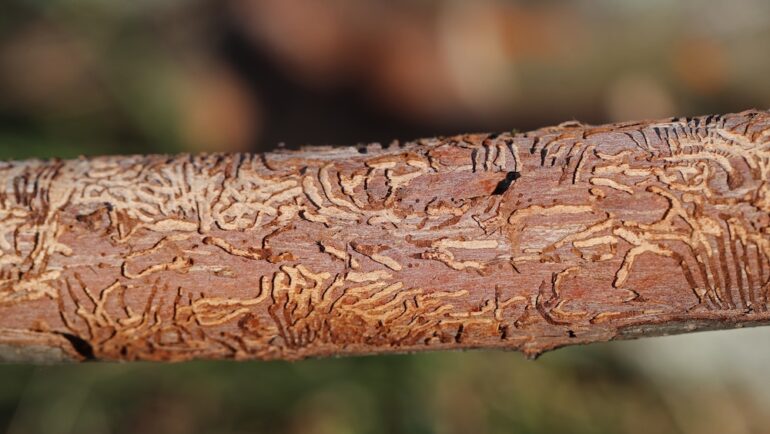 Branch of an elm tree showing the effect of Dutch elm disease, one of the common types of tree diseases.