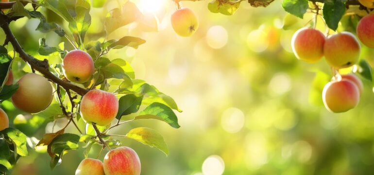 A photo of a fruit trees at home shows apple trees with branches covered in ripe apples. The bright sunlight adds warmth to the scene. The background is blurred with greenery and hints of sunlight shining through.